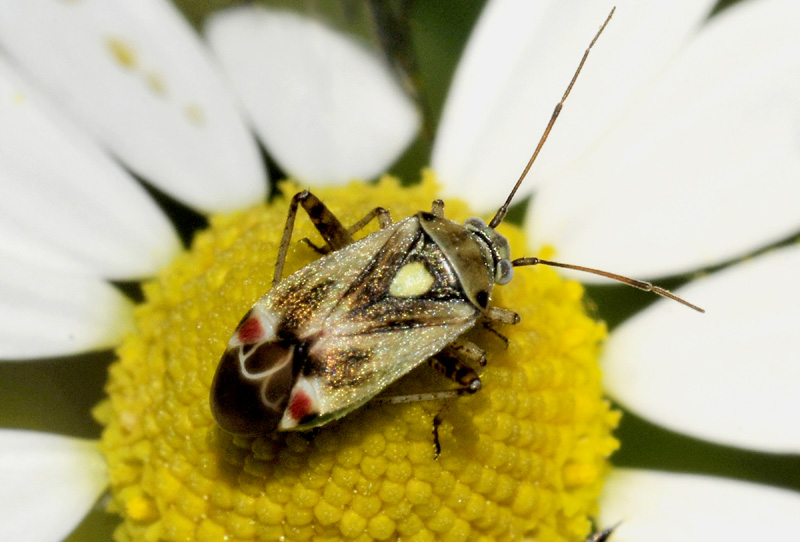 Polymerus (Poeciloscytus) vulneratus dell''Emilia (MO)